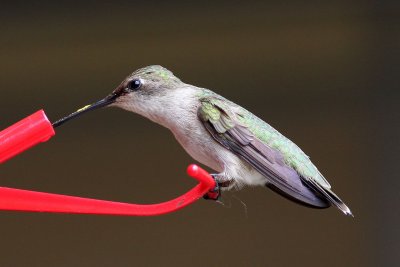 hummingbird3633a.jpg