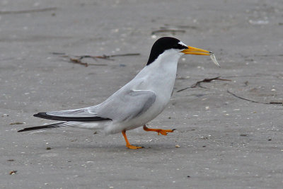 tern-least7121o.jpg