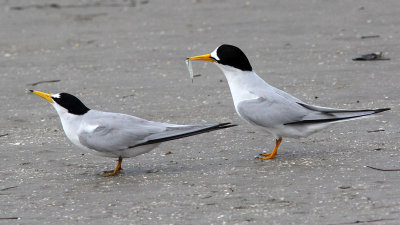 tern-least7175o.jpg