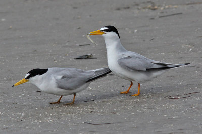 tern-least7139o.jpg