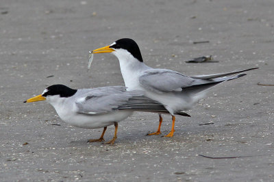 tern-least7162o.jpg