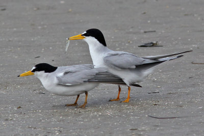 tern-least7162.jpg