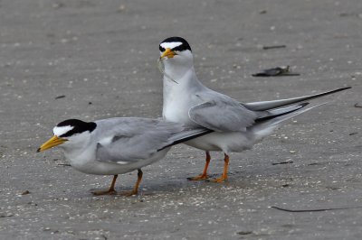 tern-least7166a.jpg