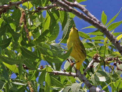 warbler-yellow5216a.jpg