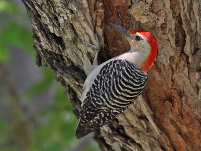 woodpecker-redbellied5262a.jpg