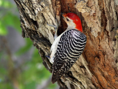woodpecker-redbellied5261a.jpg