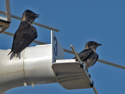 purplemartin1391.jpg