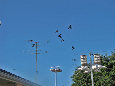 purplemartins1468.jpg