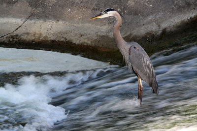 heron-greatblue6367a.jpg