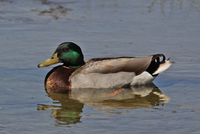 mallard6180b.jpg