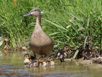 ducklings6205a.jpg