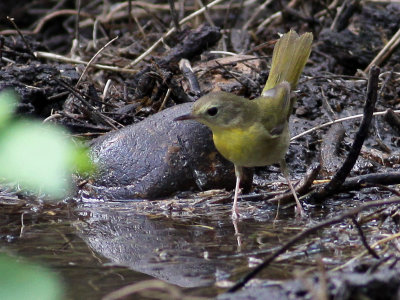 warbler0820.jpg