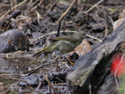 warbler-ID0842.jpg