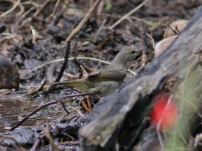 warbler-ID0843.jpg