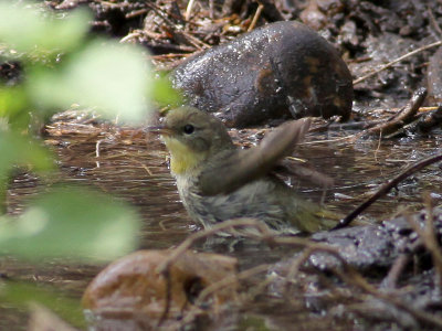 warbler0854.jpg