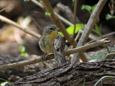 warbler0871.jpg