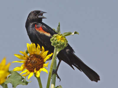 blackbird-redwinged8382b.jpg