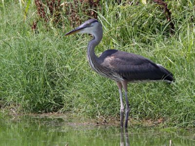 heron-greatblue8348a.jpg