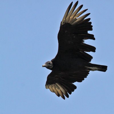 vulture-black8499o.jpg