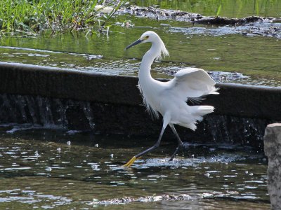 egret-snowy8719a.jpg