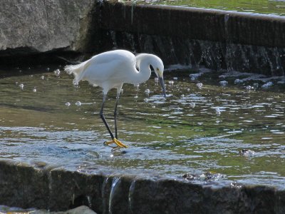 egret-snowy8720a.jpg