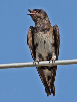 purplemartin8731o.jpg