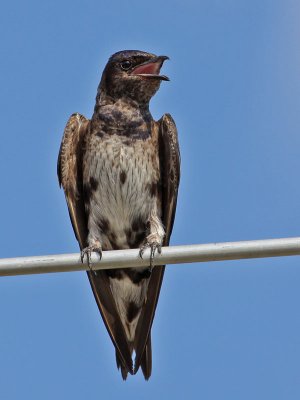 purplemartin8732o.jpg