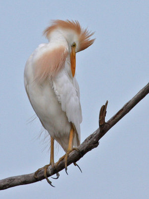 egret-cattle3444o.jpg