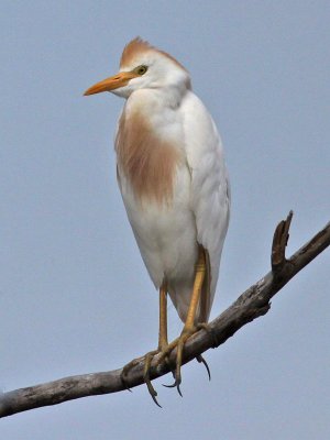 egret-cattle9764o.jpg