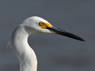 egret-snowy9528-head.jpg