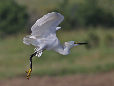 egret-snowy9538a.jpg