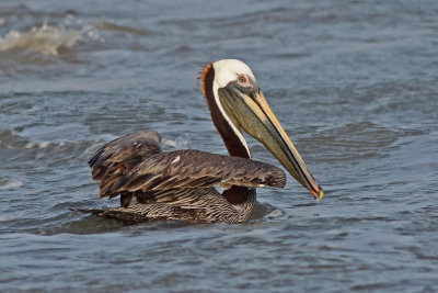 pelican-brown0515a.jpg