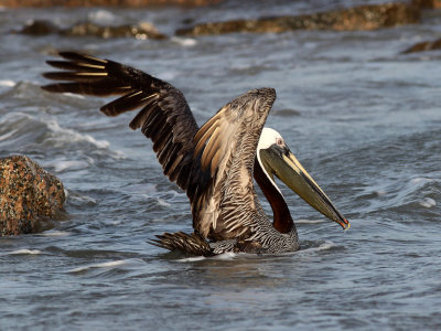 pelican-brown0517a.jpg