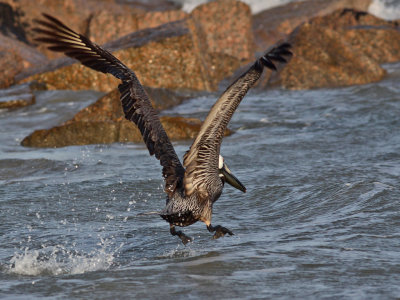 pelican-brown0520a.jpg