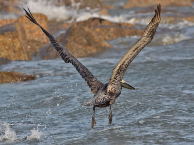 pelican-brown0521a.jpg