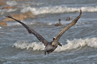 pelican-brown0523a.jpg