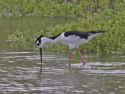 stilt-blacknecked8935a.jpg