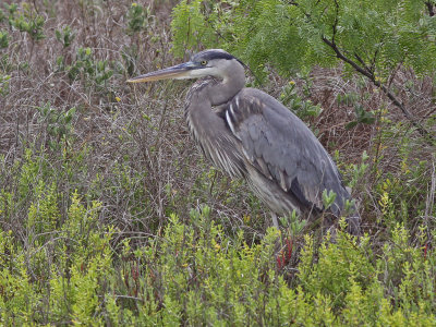 heron-greatblue8942a.jpg