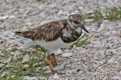 turnstone-ruddy8891o.jpg