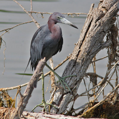 heron-littleblue1056.jpg