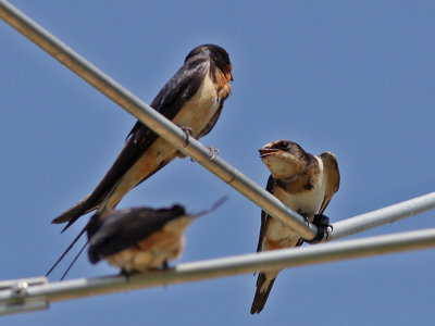 swallow-barn3405a.jpg