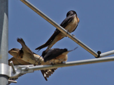 swallow-barn3406a.jpg