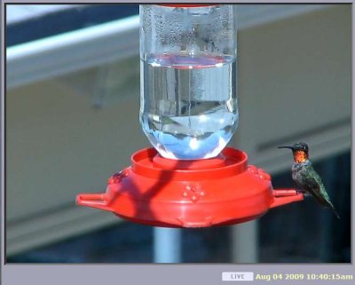 hummer08-04-09c.jpg