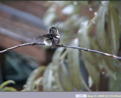 hummer 08-21-07-10-34-am.jpg