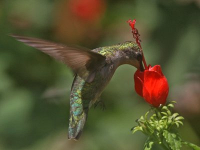 hummingbird-rubythroated7273a.jpg