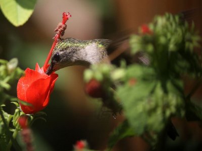 hummingbird-rubythroated7281a.jpg