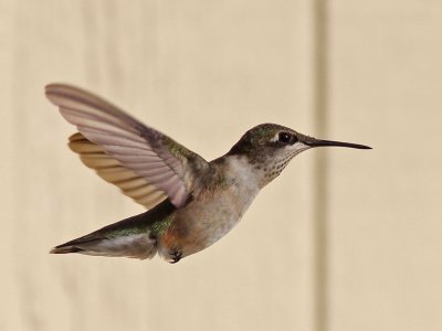 hummingbird-rubythroated7354a.jpg