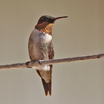 hummingbird-rubythroated7375-2.jpg