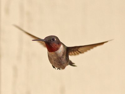 hummingbird-rubythroated7391a.jpg