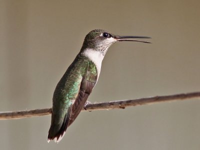 hummingbird-rubythroated7439a.jpg